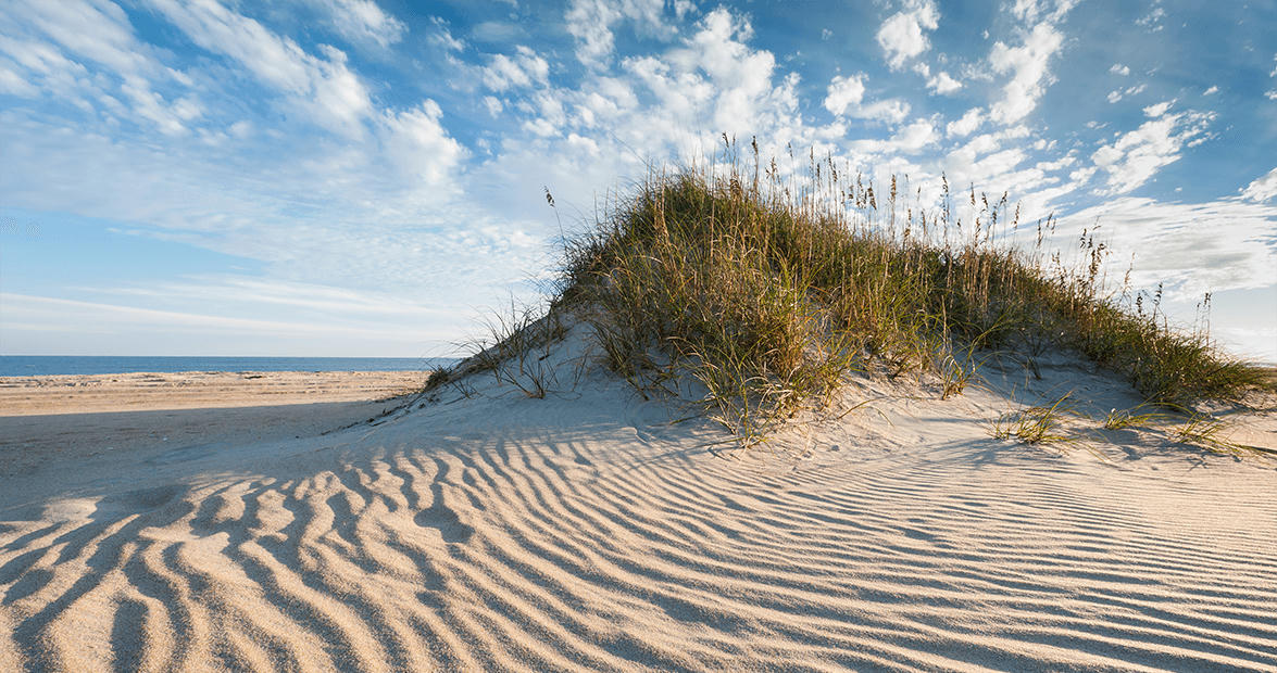 Sea oats on the dunes, Cape Hatteras National Seashore