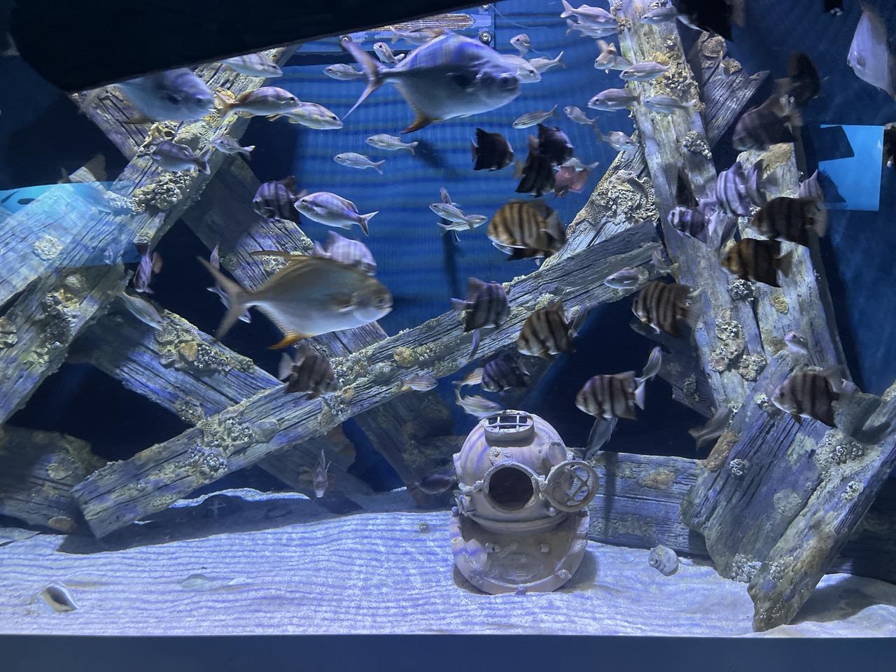 Shipwreck tank exhibit at the NC Aquarium on Roanoke Island, Manteo