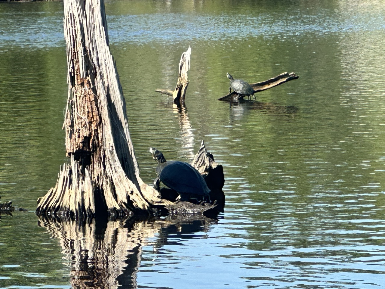Turtles sunning themselves at Sandy Run Park in Kitty Hawk, NC